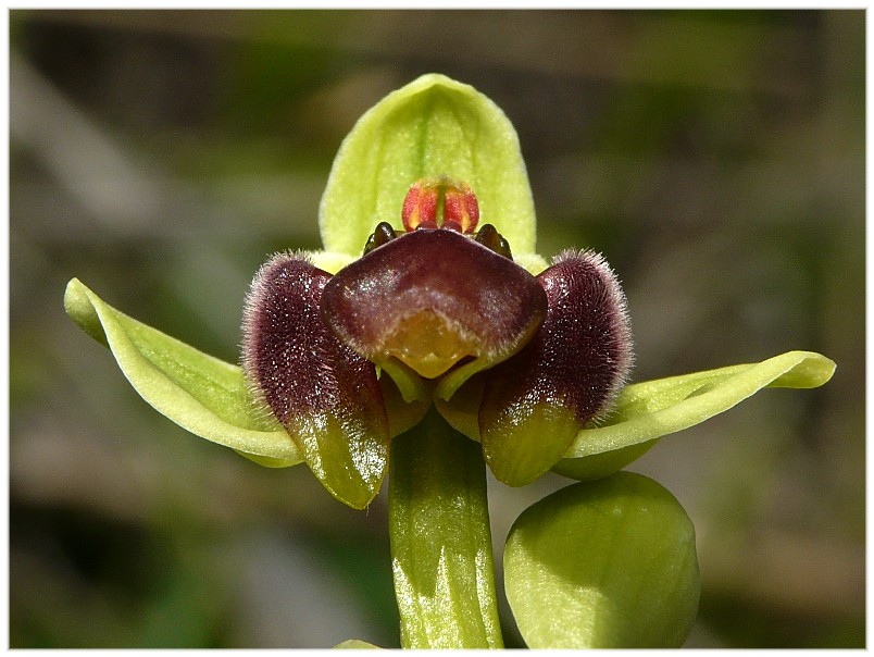 Ophrys bombyliflora